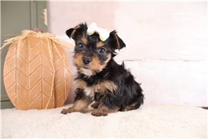 Cali - Yorkiepoo for sale