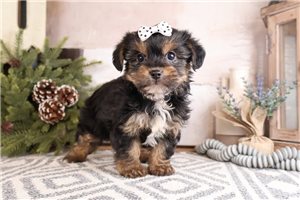 Vanna - Yorkiepoo - Yorkie Poo for sale