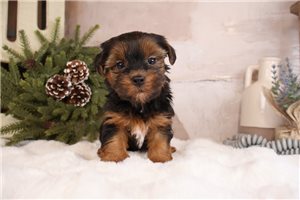 Idris - Yorkiepoo - Yorkie Poo for sale