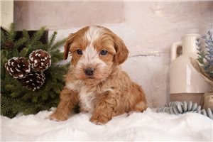 Ignacio - Yorkiepoo - Yorkie Poo for sale