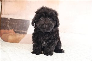 Collin - Yorkiepoo - Yorkie Poo for sale