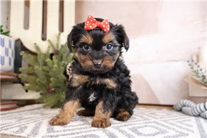 Victoria - Yorkiepoo - Yorkie Poo for sale