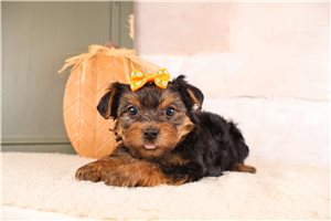 Caleah - puppy for sale