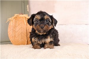 Carlito - puppy for sale