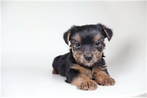 Yorkshire Terrier - Yorkie for Sale | Puppies | Pawrade.com