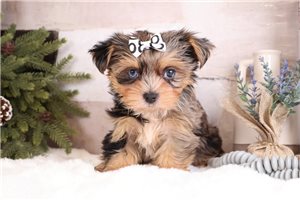 Febe - Yorkshire Terrier - Yorkie for sale