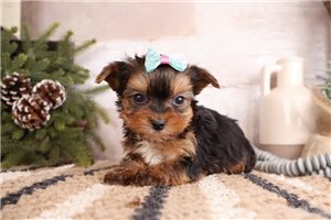 Wren - puppy for sale