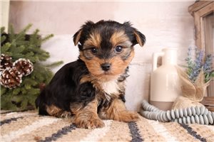 Waylon - puppy for sale