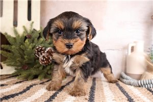 Weston - puppy for sale