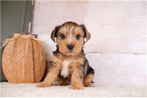 Tanner - Yorkie for sale