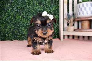 Scarlett - Yorkshire Terrier - Yorkie for sale