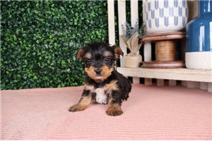 Sebastian - Yorkshire Terrier - Yorkie for sale