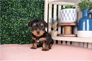 Santiago - Yorkshire Terrier - Yorkie for sale