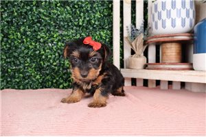 Sophia - Yorkshire Terrier - Yorkie for sale