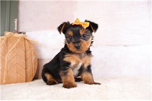 Tamara - puppy for sale