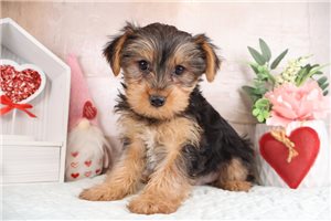 Wilbur - Yorkshire Terrier - Yorkie for sale