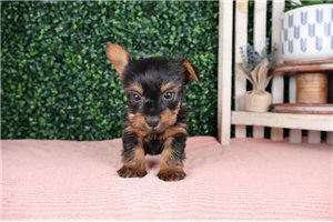 Samuel - Yorkshire Terrier - Yorkie for sale