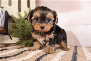 Woodrow - puppy for sale