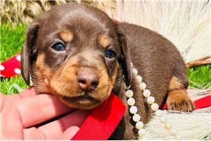 Kaylee - puppy for sale