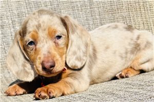 Kairo - Dachshund, Mini for sale