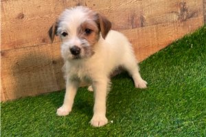 Jiminy - Jack Russell Terrier for sale
