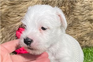 Jeremiah - Jack Russell Terrier for sale