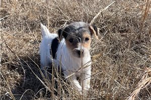 Loren - Jack Russell Terrier for sale