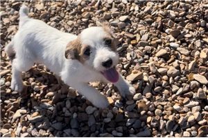 Cece - Jack Russell Terrier for sale