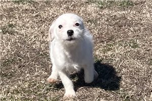 Cresslyn - Jack Russell Terrier for sale