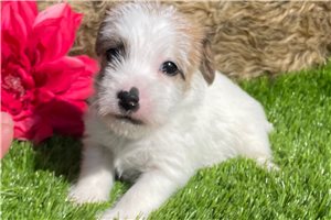 Jocelyn - Jack Russell Terrier for sale