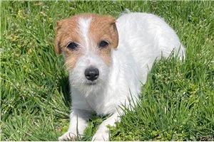 Leanne - Jack Russell Terrier for sale