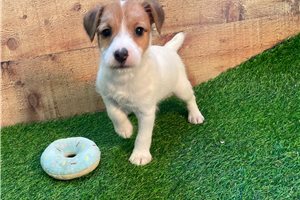 Jacques - Jack Russell Terrier for sale