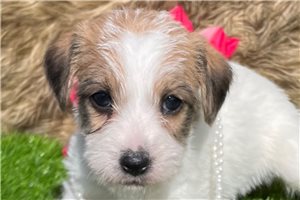 Jules - Jack Russell Terrier for sale