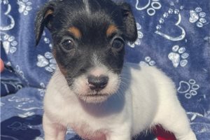 Mulan - Jack Russell Terrier for sale