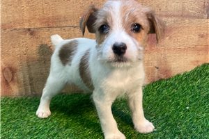 Joey - Jack Russell Terrier for sale