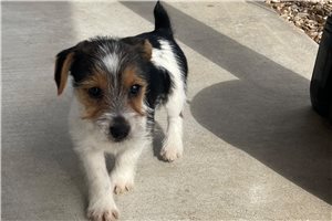 Louisa - Jack Russell Terrier for sale