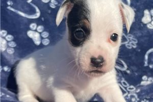Mona - Jack Russell Terrier for sale