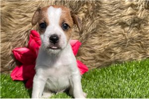 Julian - Jack Russell Terrier for sale