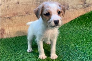 Jersey - Jack Russell Terrier for sale