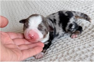 Abigail - Miniature Australian Shepherd for sale