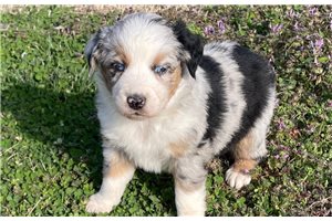 Aris - puppy for sale