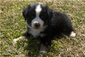 Benji - Miniature Australian Shepherd for sale