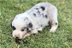 Beta - puppy for sale