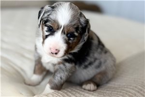 Alex - Miniature Australian Shepherd for sale