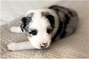 Asher - Miniature Australian Shepherd for sale