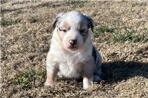 Ariel - puppy for sale