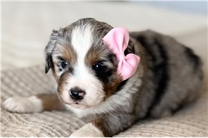 Aria - Miniature Australian Shepherd for sale