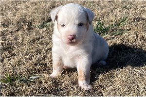 Alea - puppy for sale