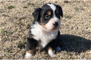 Angie - puppy for sale