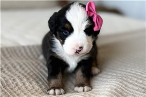 Alice - Miniature Australian Shepherd for sale